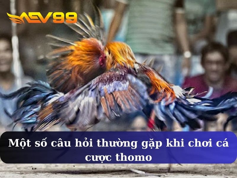 Một số câu hỏi thường gặp khi chơi cá cược thomo