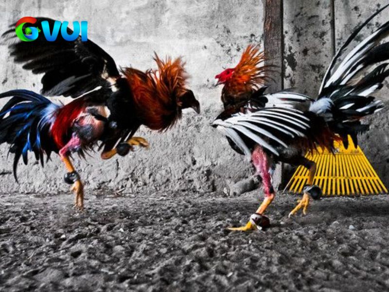 Thương hiệu GVUI được thành lập vào năm 2020