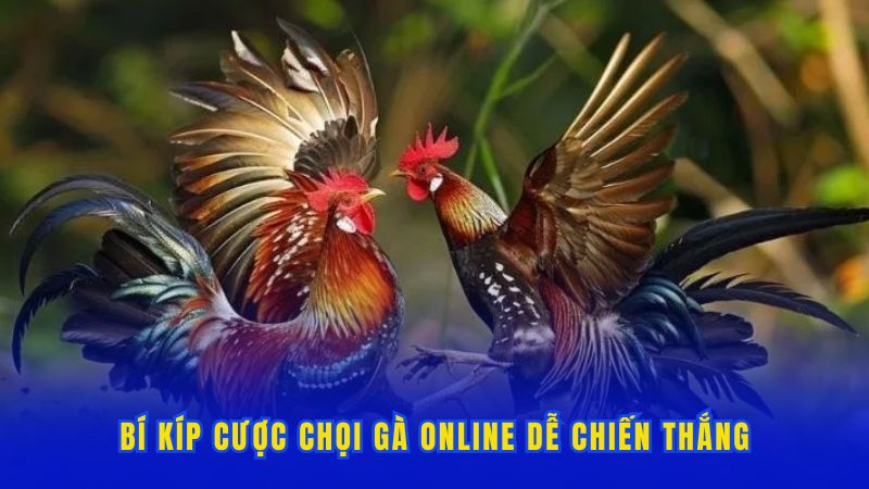 Bí kíp cược chọi gà online dễ chiến thắng