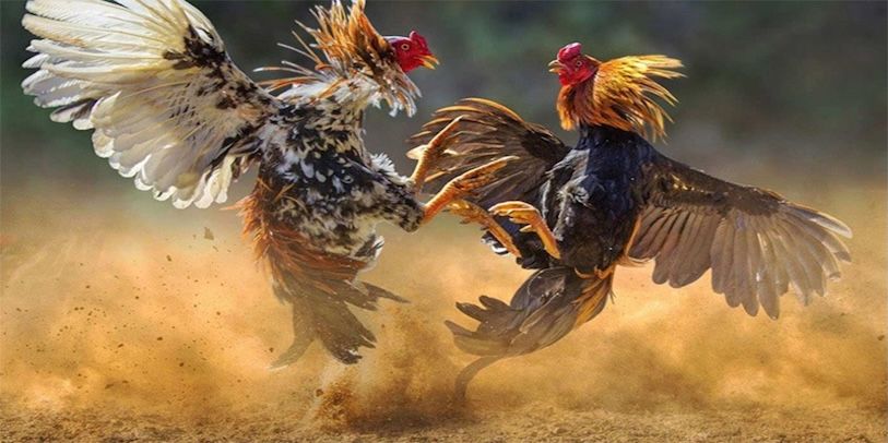 Các loại hình đá gà phổ biến trên WINVN