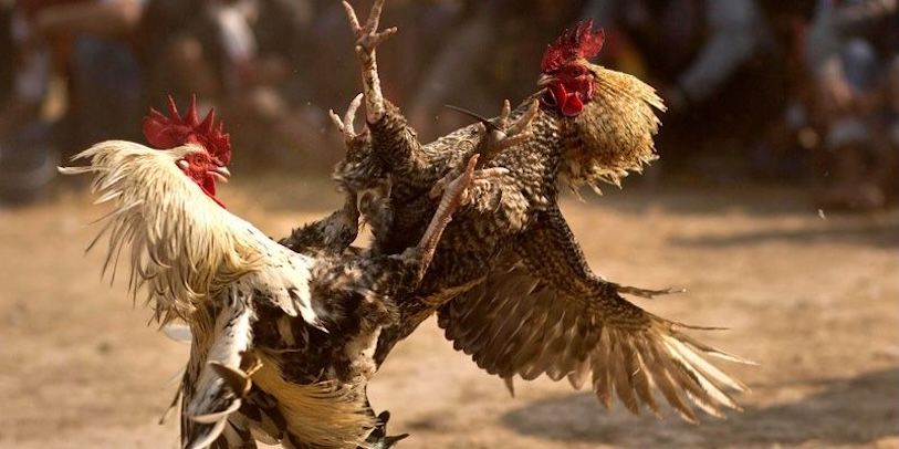 Cách nhận khuyến mãi đá gà dành cho người mới
