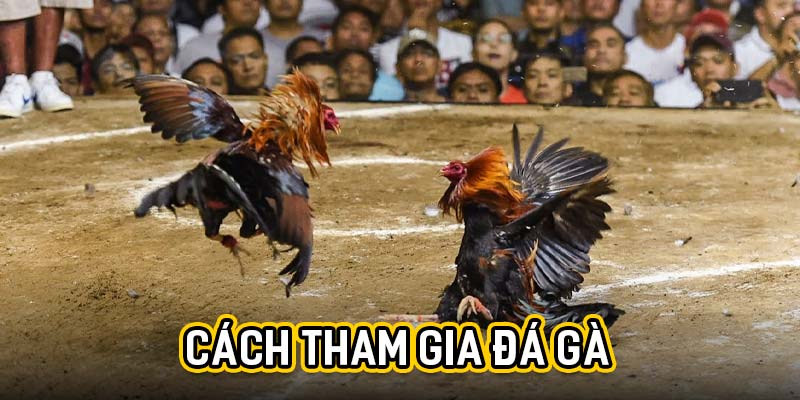 Cách tham gia đá gà