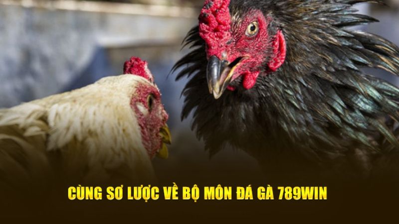 Đá Gà 789win | Trải Nghiệm Kịch Tính, Đỉnh Cao Ngay Tại Nhà