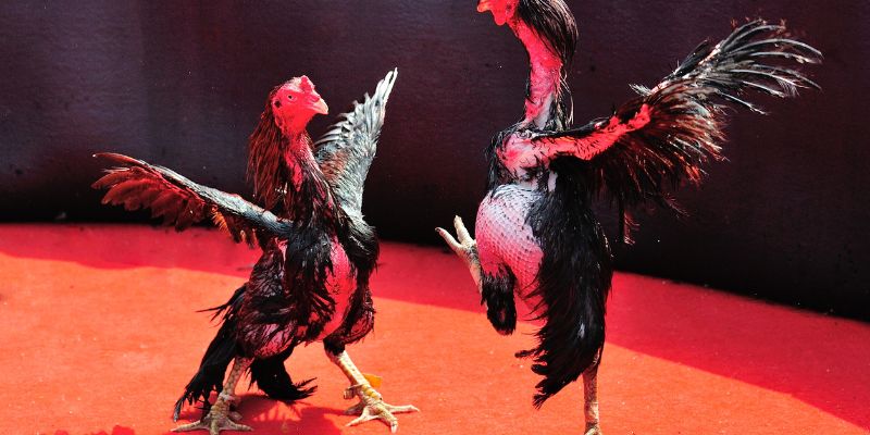 Đá Gà Typhu88 – Trải Nghiệm Cá Cược Cho Người Yêu Thích