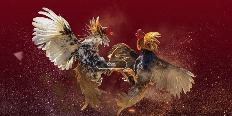 Đánh Giá SV368 – Điểm Danh Các Yếu Tố Tạo Nên Website