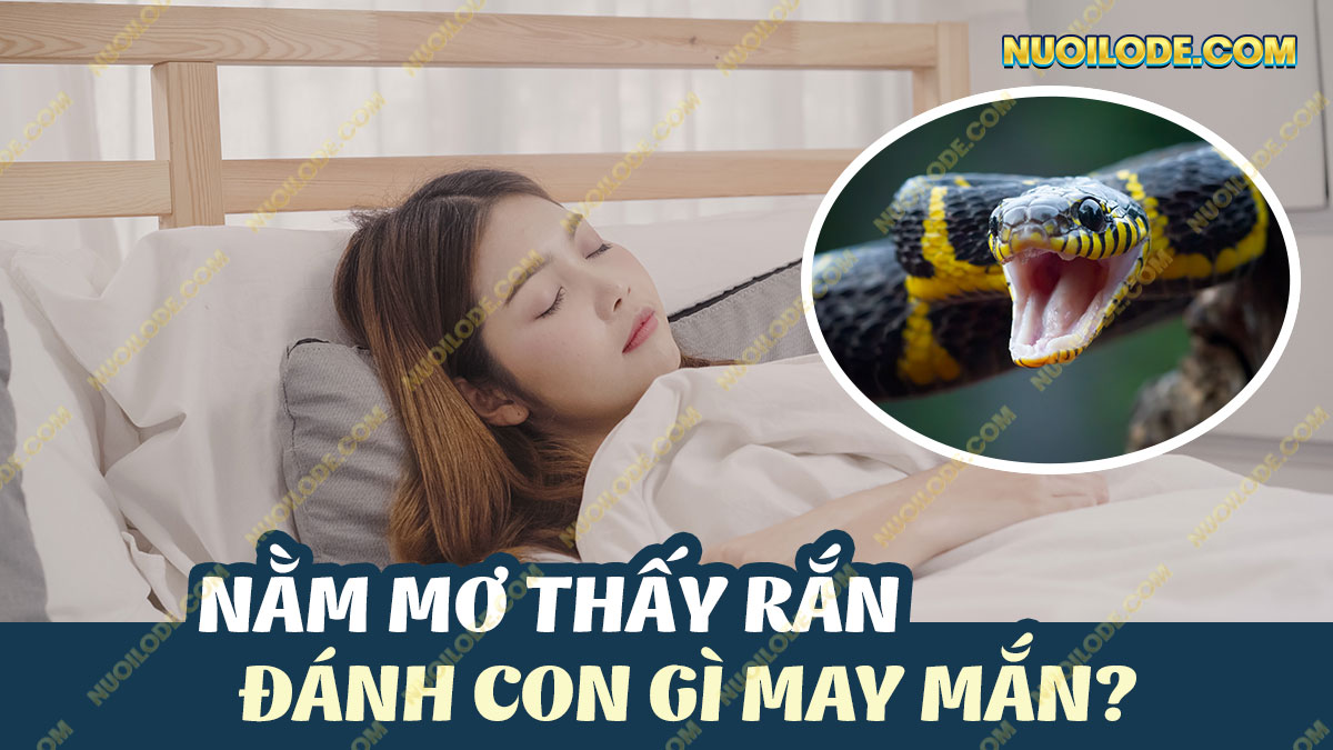 Hình ảnh Giải mã giấc mơ thấy rắn – Mơ thấy rắn đánh con gì chiến thắng