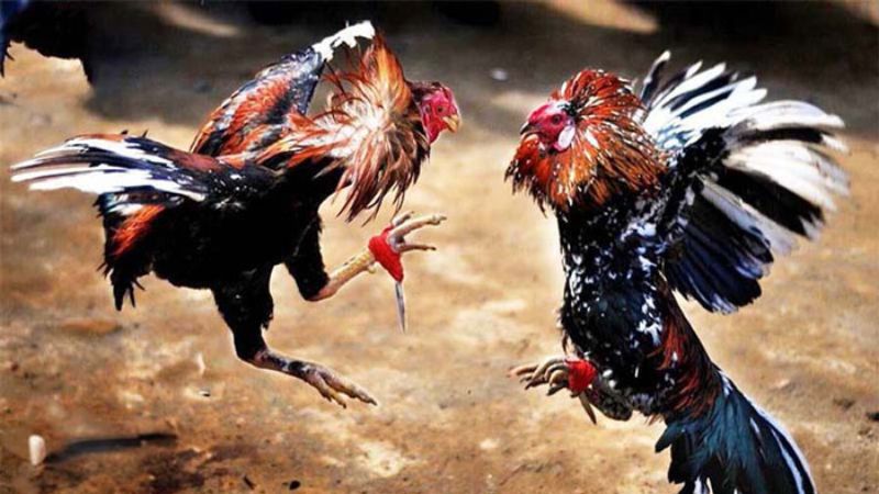 Giao diện thông minh, đặt cược siêu đỉnh, rút tiền siêu tốc