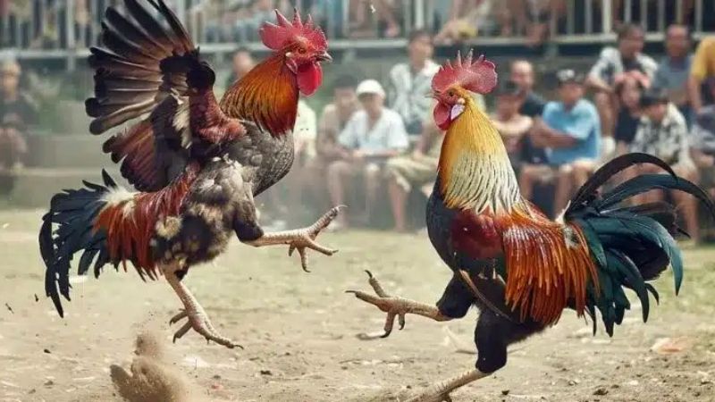 Hubet Đá Gà Thomo – Sân Chơi Uy Tín, Trực Tiếp Sắc Nét