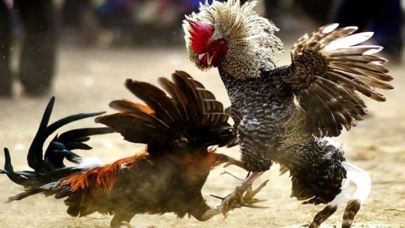 Hubet Đá Gà Thomo - Sân Chơi Uy Tín, Trực Tiếp Sắc Nét, Thắng Lớn Mỗi Ngày