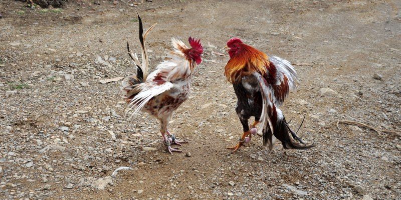 Mẹo soi kèo đá gà 888B chính xác từ cao thủ