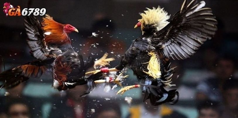 Những lý do khiến đá gà GA6789 trở thành sự lựa chọn hàng đầu