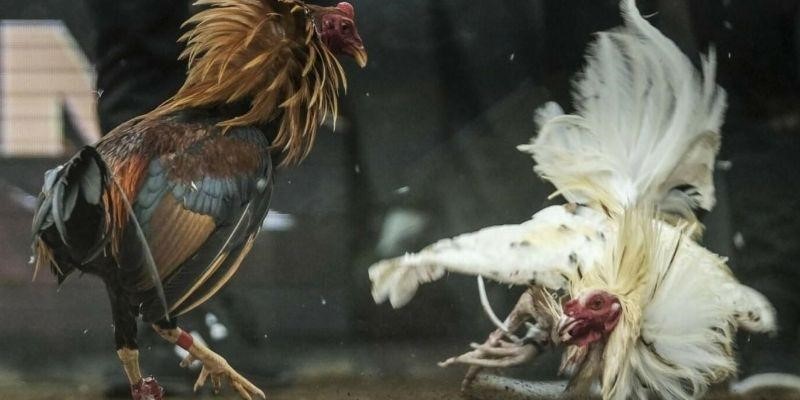 Những sai lầm người mới thường mắc phải khi chơi đá gà