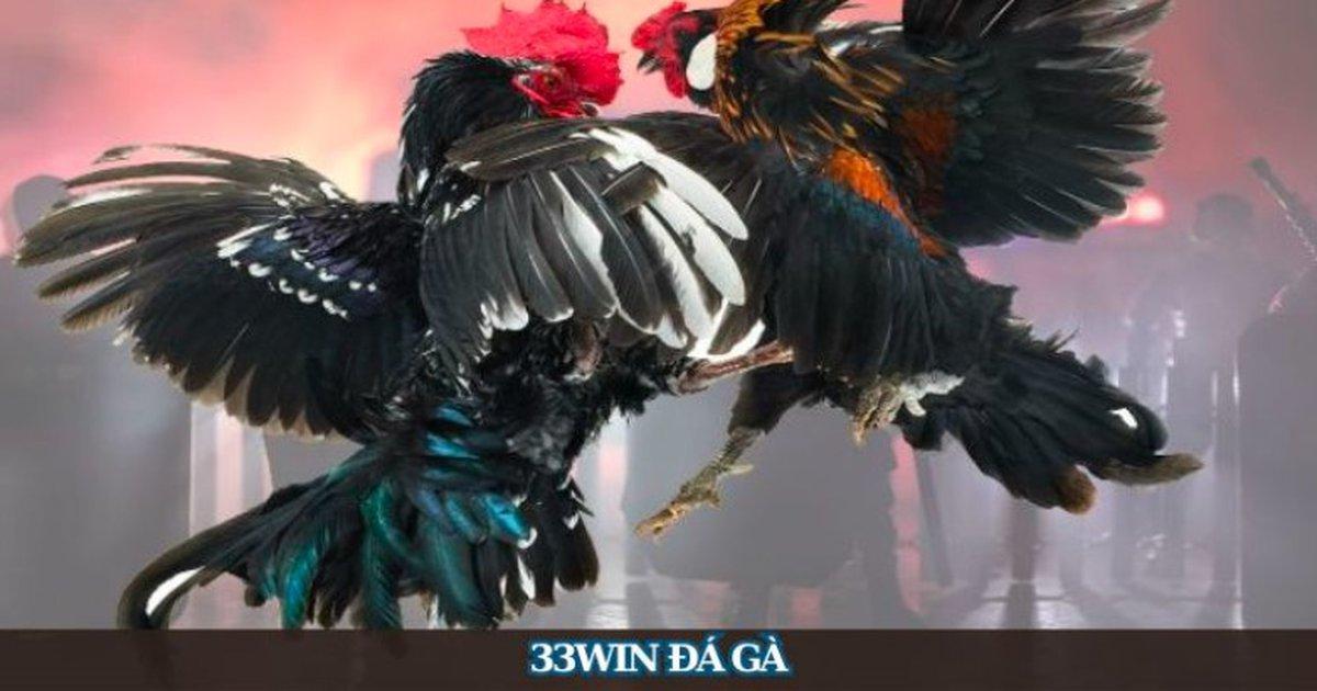 sảnh đá gà 33win