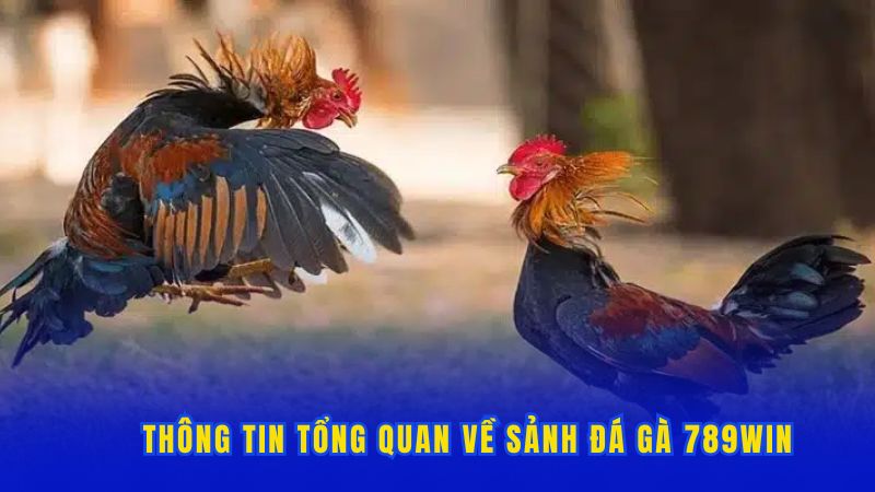 Thông tin tổng quan về sảnh đá gà 789win