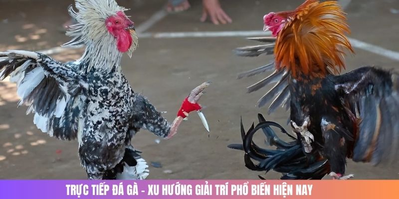 Trực tiếp đá gà là hình thức giải trí thịnh hành và ăn khách nhất hiện nay