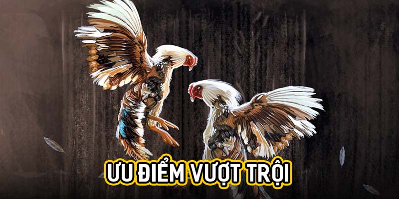 Ưu điểm vượt trội