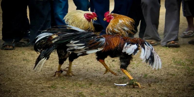 Bí quyết chọn chiến kê có tỷ lệ thắng cao