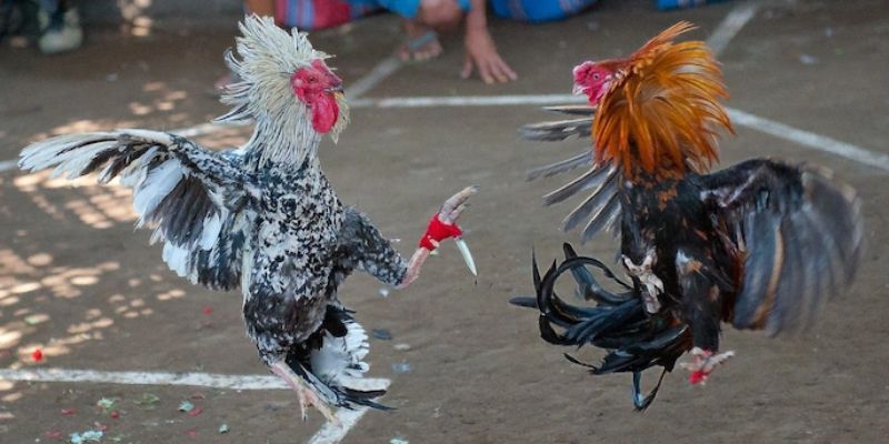 Lý do hình thức đá gà cựa dao tại Daga luôn hấp dẫn