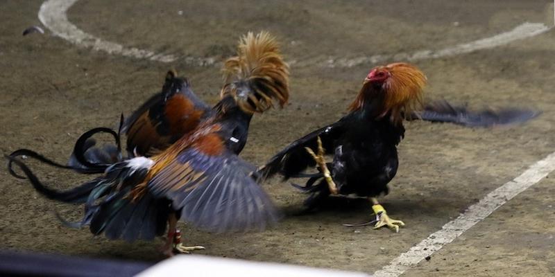 Đá Gà Cựa Dao Tại Daga Và Bí Quyết Chọn Chiến Kê Chuẩn