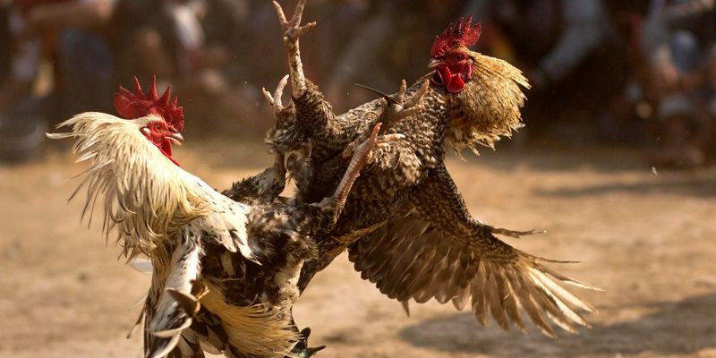 Cách quản lý vốn khi chơi đá gà cựa dao New88