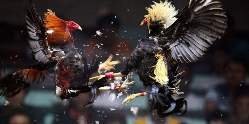 Đá Gà 98Win – Trải Nghiệm Sảnh Đá Gà Trực Tuyến Sôi Động