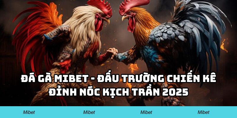 Đá Gà Mibet – Đấu Trường Chiến Kê Đỉnh Nóc Kịch Trần 2025