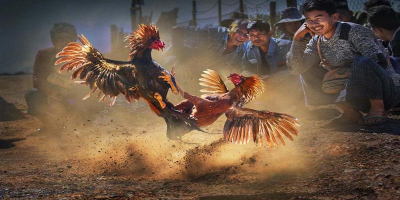 Đá Gà Tin88: Khi Đam Mê Máu Lửa Gặp Gỡ Công Nghệ Đỉnh Cao – Đấu Trường Của Những Chiến Kê Bất Bại