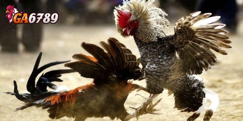 Hé lộ lý do GA6789 được giới chơi đá gà săn lùng