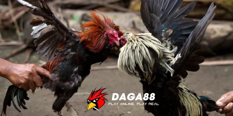 Tại sao trải nghiệm cá cược mượt quan trọng tại DAGA88