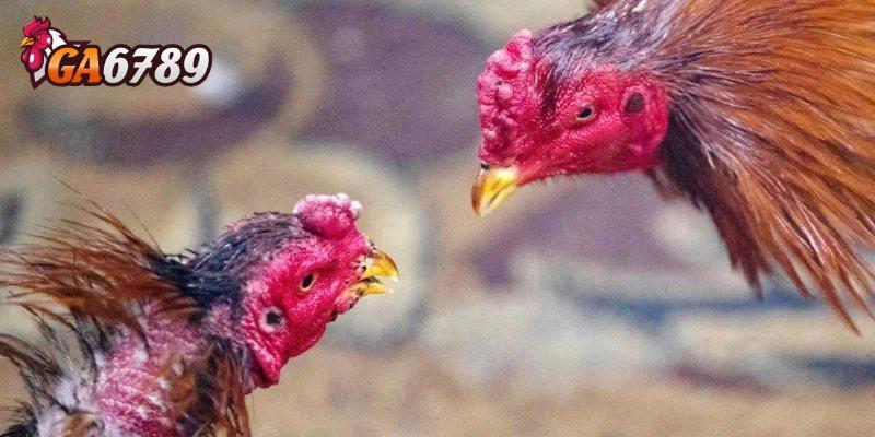 Tuyệt kỹ chơi đá gà GA6789 ăn đậm