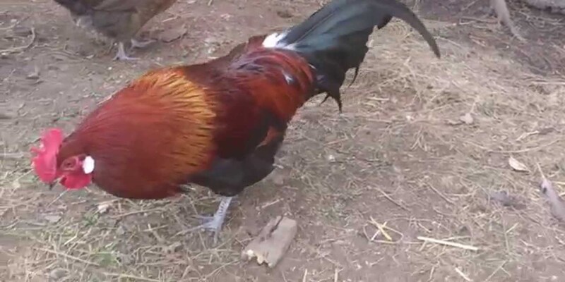 Uy tín là thứ có
