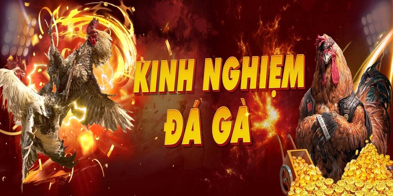 Đá gà vnsoxo có các giải đấu nào đáng chú ý?