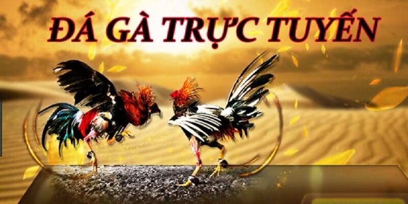 Đá gà vnsoxo – Sân chơi cá cược đỉnh cao cho tín đồ đá gà