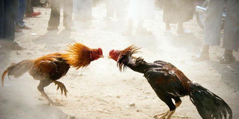 Đá gà cựa sắt – Hòa mình vào không khí sôi động của đấu trường