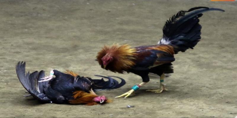 Luật chơi đá gà cựa sắt tại Bogatonhon chuẩn chỉnh