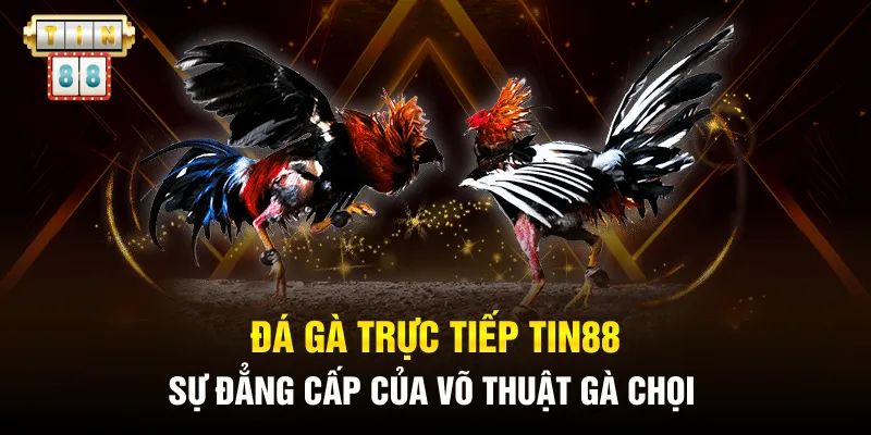 Những sai lầm thường gặp khi tham gia chơi đá gà Tin88