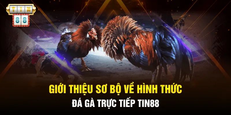 Tại sao nên chọn nhà cái Tin88 làm sân chơi đá gà online?