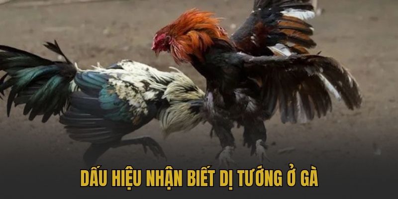 Dấu hiệu nhận biết dị tướng ở gà