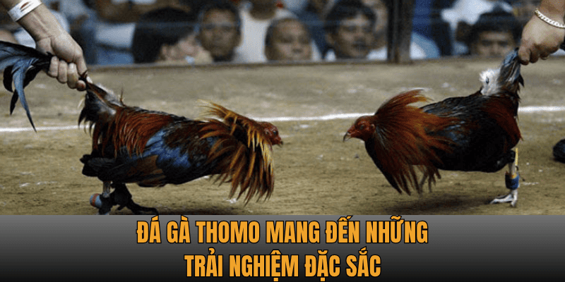Bí quyết kiểm tra chiến kê trước khi cá cược