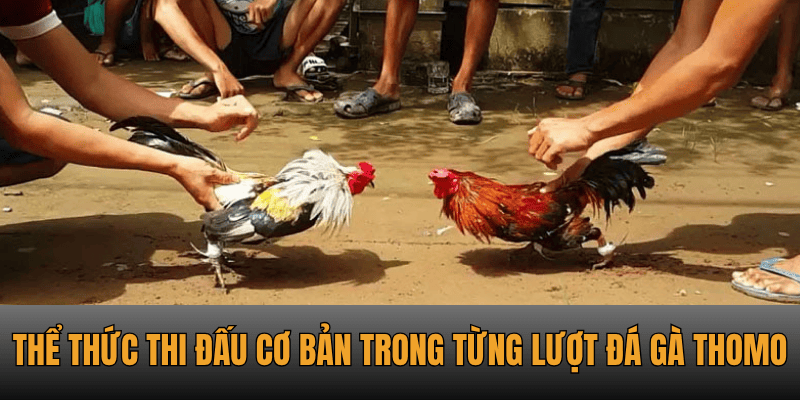 Thể thức thi đấu cơ bản trong từng lượt đá gà Thomo