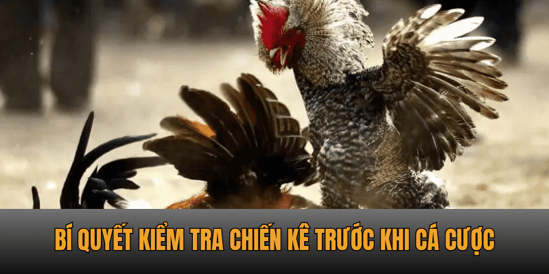 Đá gà Thomo – Những cuộc đối đầu huyền thoại