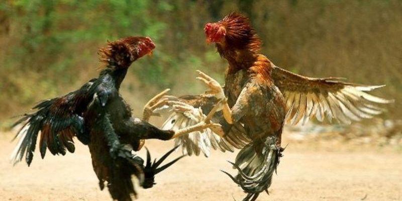 Màu Mạng Đá Gà - Ý Nghĩa Của Những Yếu Tố Phong Thủy - 2