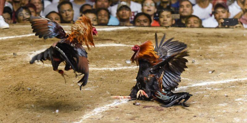 Màu Mạng Đá Gà - Ý Nghĩa Của Những Yếu Tố Phong Thủy - 3